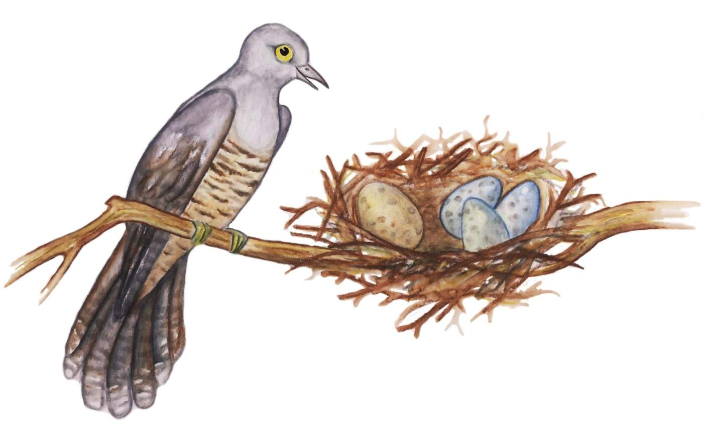 Lind ja pesa, kas kõik munad on võrdsed?