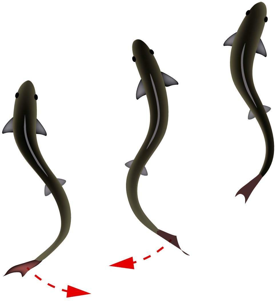 Kalad sundvõnkumist tekitamas