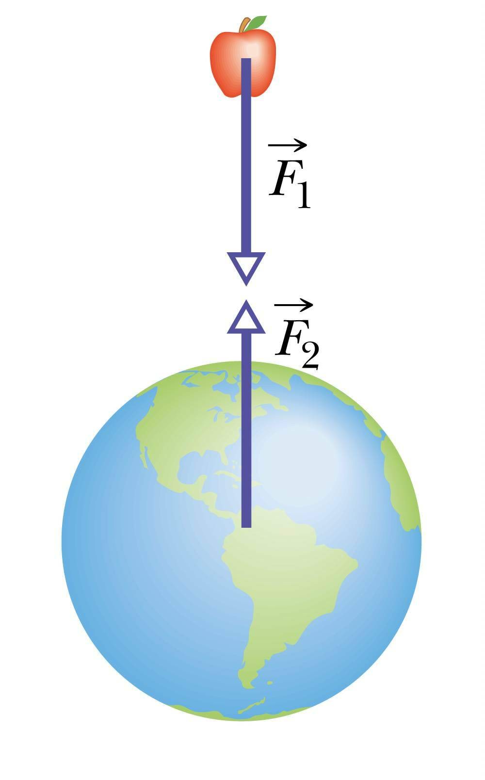 Õun ja Maa mõjutavad teineteist ühesuuruste jõududega