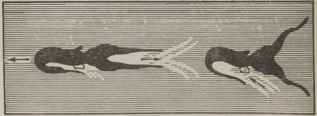 Kuidas liigub seepia