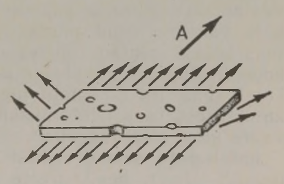 Sipelgad veavad juustutükki