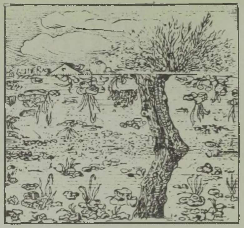 Sellisena paistab pooleldi üleujutatud puu vee alt vaadates