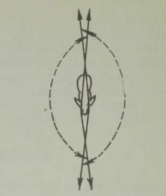 Jänese silmade vaateväli