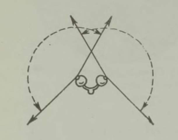 Hobuse silmade vaateväli