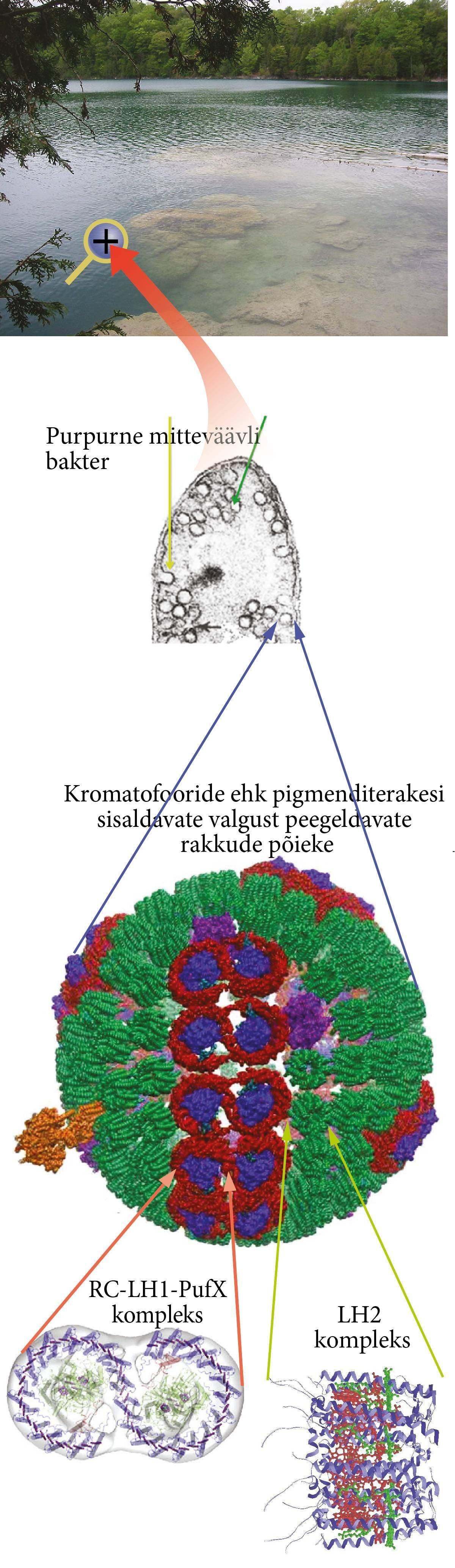 Purpurne mitteväävlibakter ja biofüüsika