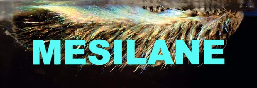 Mesilane 1/6 kaanepilt