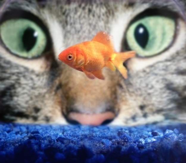 Kass vaatab kuldkala