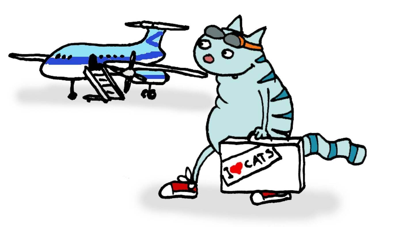 Kass teeb katsest omad järeldused