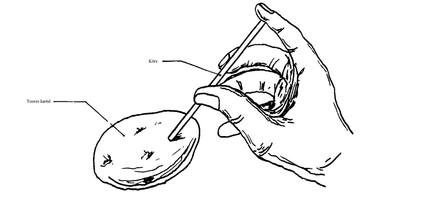 Augusta kartulit kõrrega