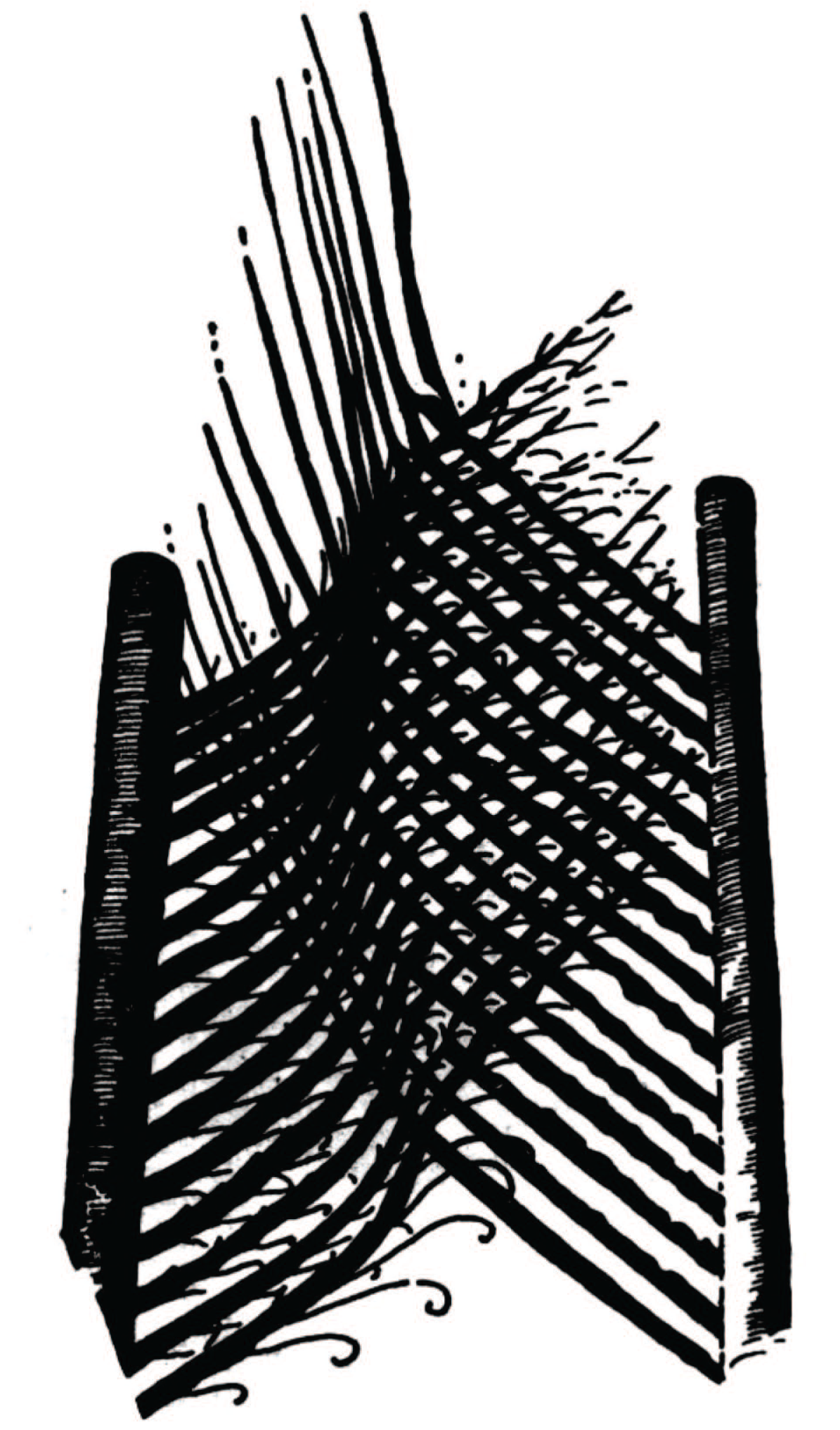 Joonis 16. Üks illustratsioon Hooke'i raamatust Micrographia.