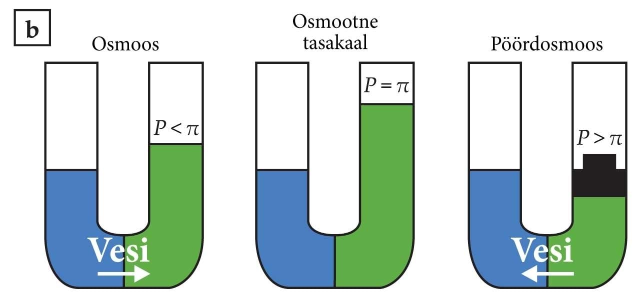 Osmoos ja pöördosmoos