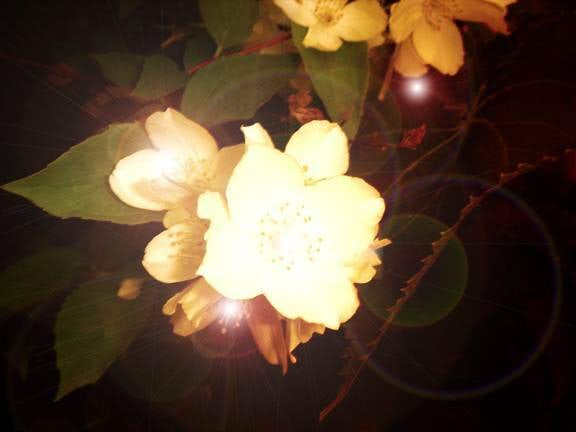 Vastu helkivad taimed