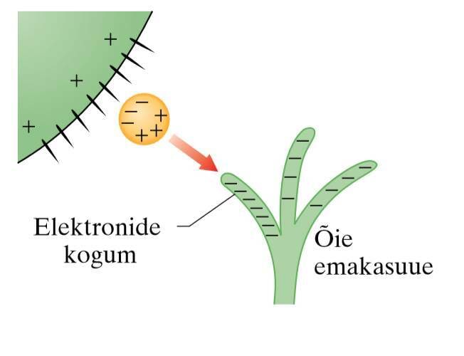 Mesilane ja tolmlemine, joonis2