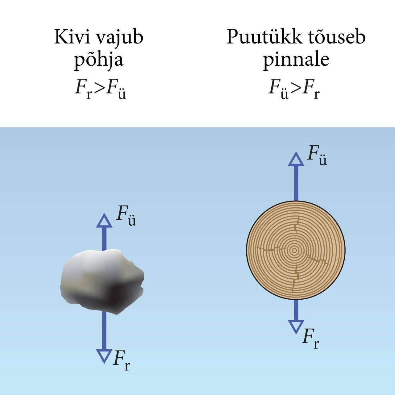 Kivi vajub põhja, puu tõuseb pinnale