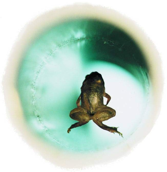 Ülaltvaade konnale, kes hõljub konnast allpool oleva vertikaalse solenoidi voolu poolt tekitatud magnetväljas<br>